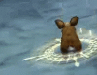 7.gif 7.gif