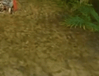 11.gif 11.gif